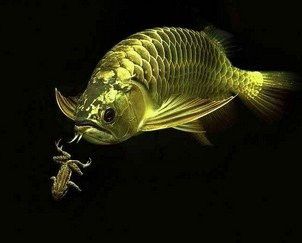 如何預防龍魚消化系統問題？