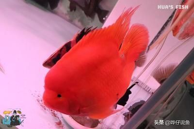 國畫金龍魚提詞怎么寫的好看又簡單：國畫金龍魚提詞書寫要既好看又簡單