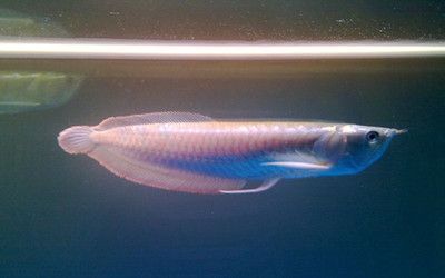 銀龍魚養殖銀龍魚需要準備什么設備，龍魚養殖的技巧：養殖銀龍魚需要準備什么設備