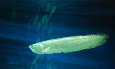 銀龍魚養殖銀龍魚需要準備什么設備，龍魚養殖的技巧：養殖銀龍魚需要準備什么設備