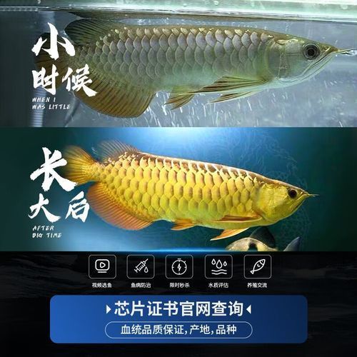10cm紅龍魚魚苗價(jià)格及圖片欣賞