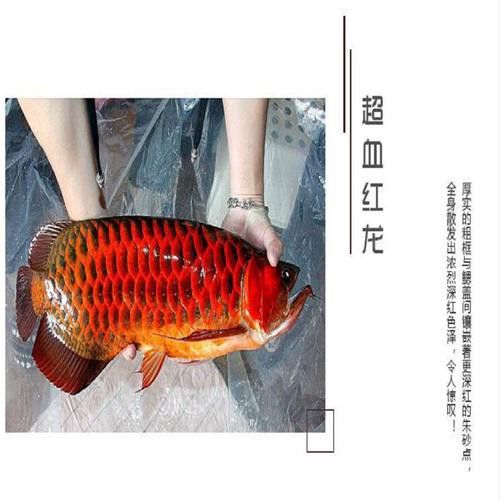 10cm紅龍魚魚苗價(jià)格及圖片欣賞