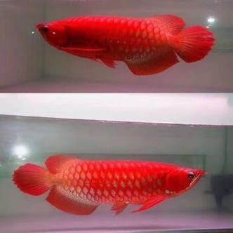 10cm紅龍魚魚苗價(jià)格及圖片欣賞