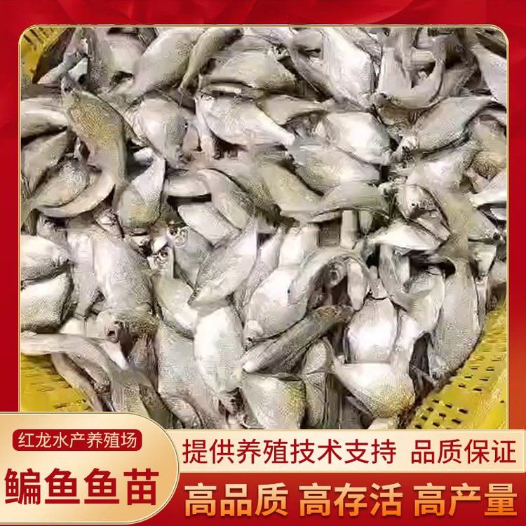 10cm紅龍魚魚苗價(jià)格及圖片欣賞