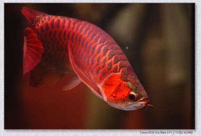 紅龍魚喂食泥鰍好嗎（紅龍魚喂食泥鰍好嗎視頻）