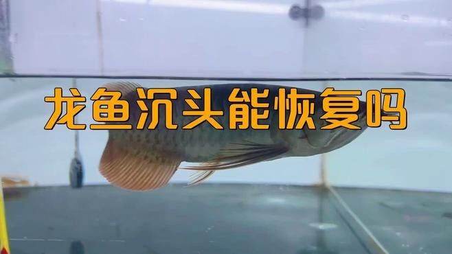 龍魚沉頭有哪些治療方法