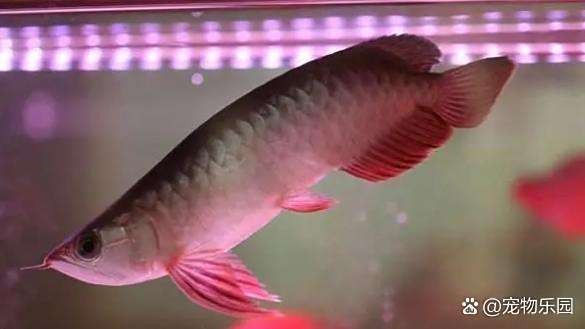 龍魚沉頭有哪些治療方法