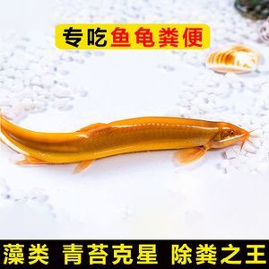 龍魚吐胃袋用大白片可以嗎(龍魚吐胃袋怎么辦)