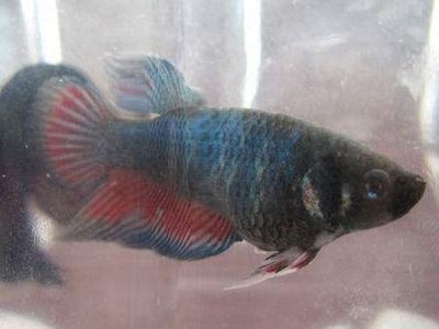 龍魚吐胃袋用大白片可以嗎(龍魚吐胃袋怎么辦)