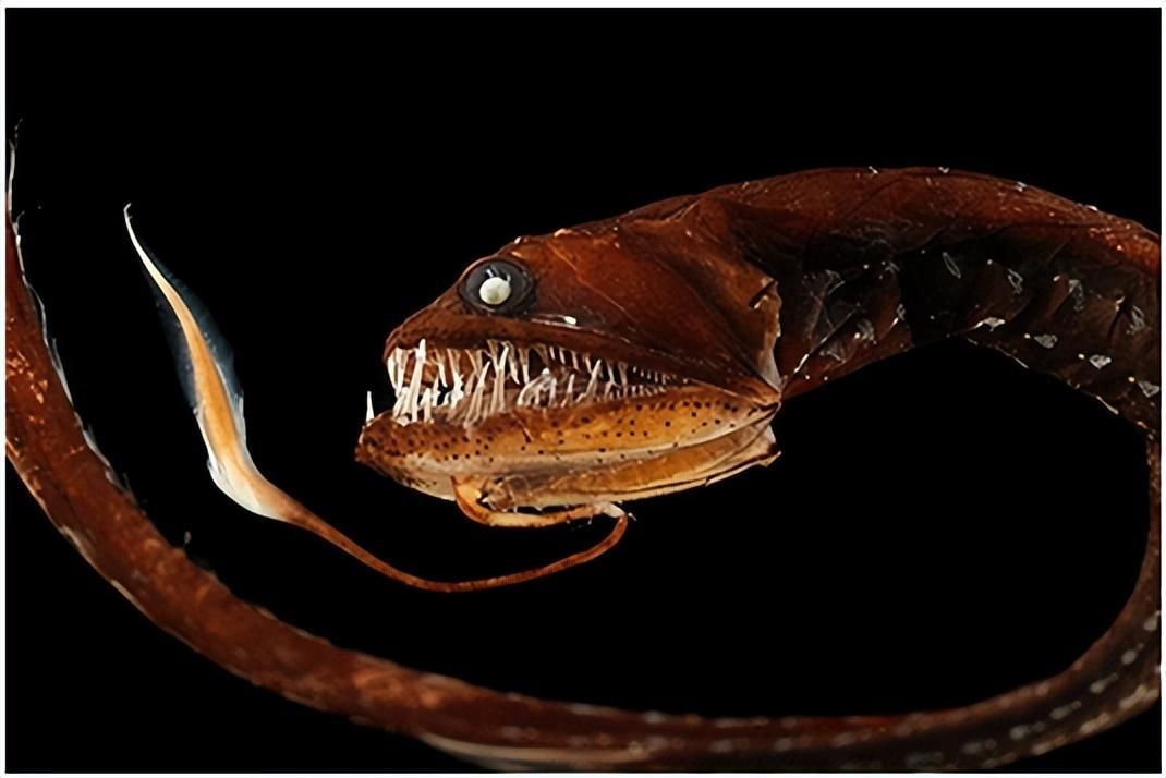龍魚(yú)嘴巴一直張著不動(dòng)什么原因：龍魚(yú)嘴巴一直張著不動(dòng)可能有多種原因