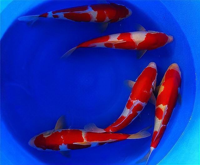 哪些魚對(duì)土霉素敏感？ 哪些魚對(duì)土霉素敏感？ 龍魚百科 第2張