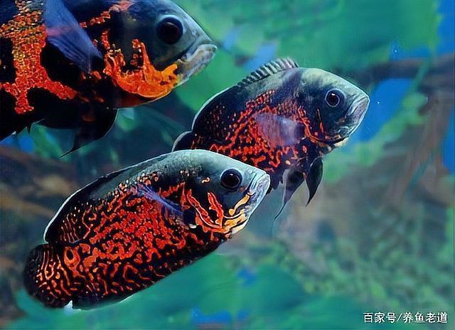 哪些魚對(duì)土霉素敏感？ 哪些魚對(duì)土霉素敏感？ 龍魚百科 第1張