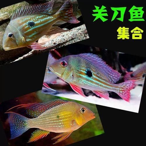 龍魚和什么魚混養最好看圖片欣賞
