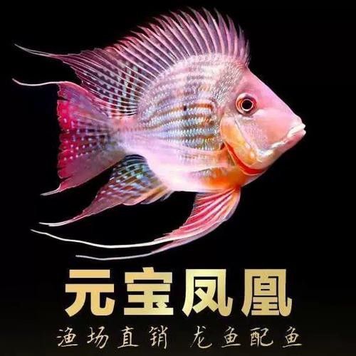 龍魚和什么魚混養最好看圖片欣賞