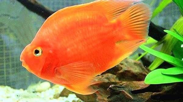 龍魚評判標準：如何挑選優質龍魚，龍魚日常養護技巧