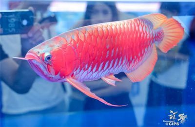 龍魚評判標準：如何挑選優質龍魚，龍魚日常養護技巧