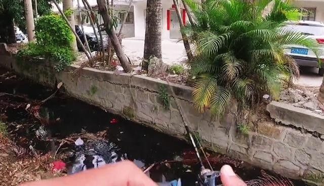 雷龍魚在哪里抓比較好