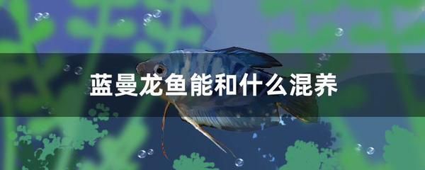 龍魚吃的少是什么原因造成的，龍魚吃食量減少可能由多種因素引起龍魚食量減少的原因