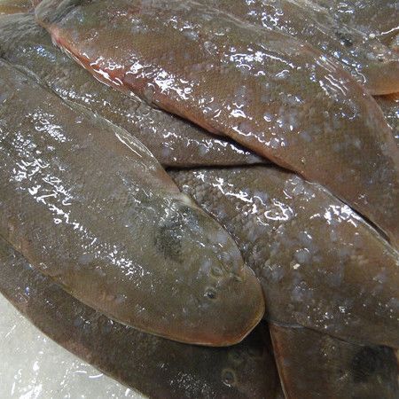 龍利魚的另一個名字