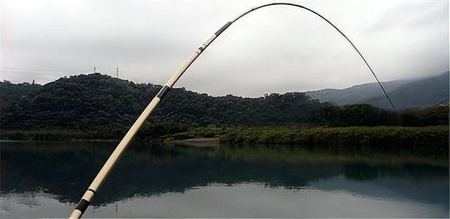 雷龍魚咬鉤后如何正確刺魚？
