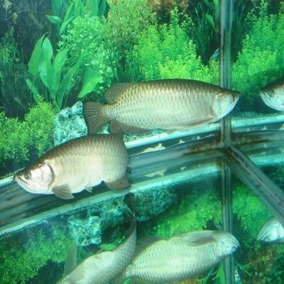 如何查龍魚芯片真偽鑒定：如何查詢龍魚芯片的真偽？