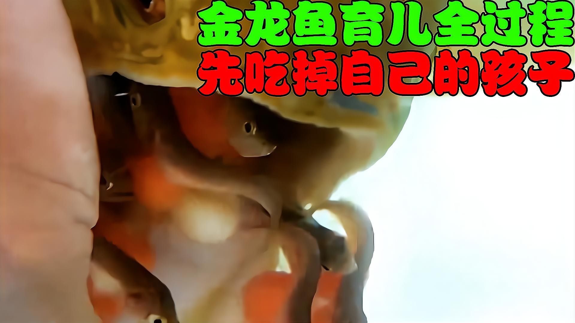 金龍魚適宜水溫