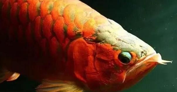 龍魚會吃虎魚嗎圖片