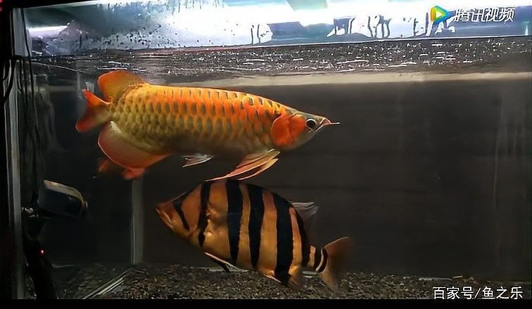 龍魚會吃虎魚嗎圖片