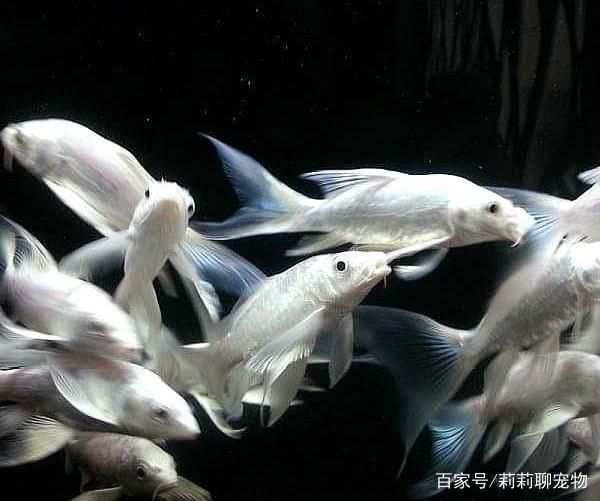 龍鳳鯉魚品種鑒別方法：龍鳳錦鯉怎么鑒別