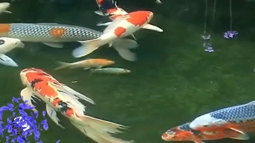 龍鳳鯉魚品種鑒別方法：龍鳳錦鯉怎么鑒別