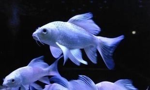 龍鳳鯉魚品種鑒別方法：龍鳳錦鯉怎么鑒別
