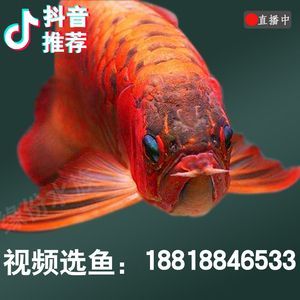 龍魚幼苗多少錢一條啊：龍魚幼苗的價格因品種、品種、大小等因素而有很大差異
