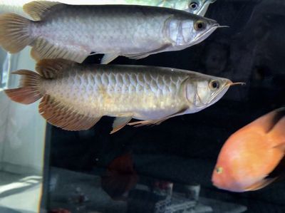 號(hào)半龍魚長大后圖片（號(hào)半龍魚成年后的樣子）