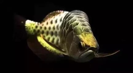 號(hào)半龍魚長大后圖片（號(hào)半龍魚成年后的樣子）
