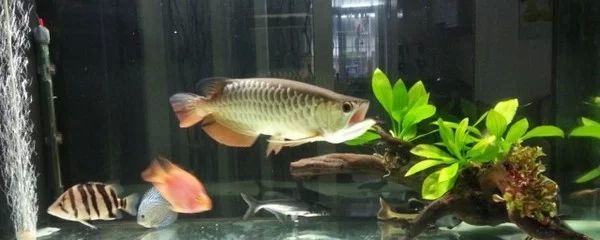 龍魚的生長周期：龍魚的生長周期是一個持續的過程，了解龍魚的生長周期