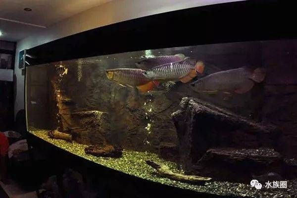飼養龍魚至少得多大缸子：飼養龍魚的基本尺寸