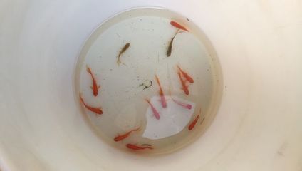 巴西亞魚繁殖期餌料選擇，巴西亞魚繁殖期餌料自制方法