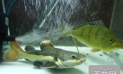 巴西亞魚繁殖期餌料選擇，巴西亞魚繁殖期餌料自制方法
