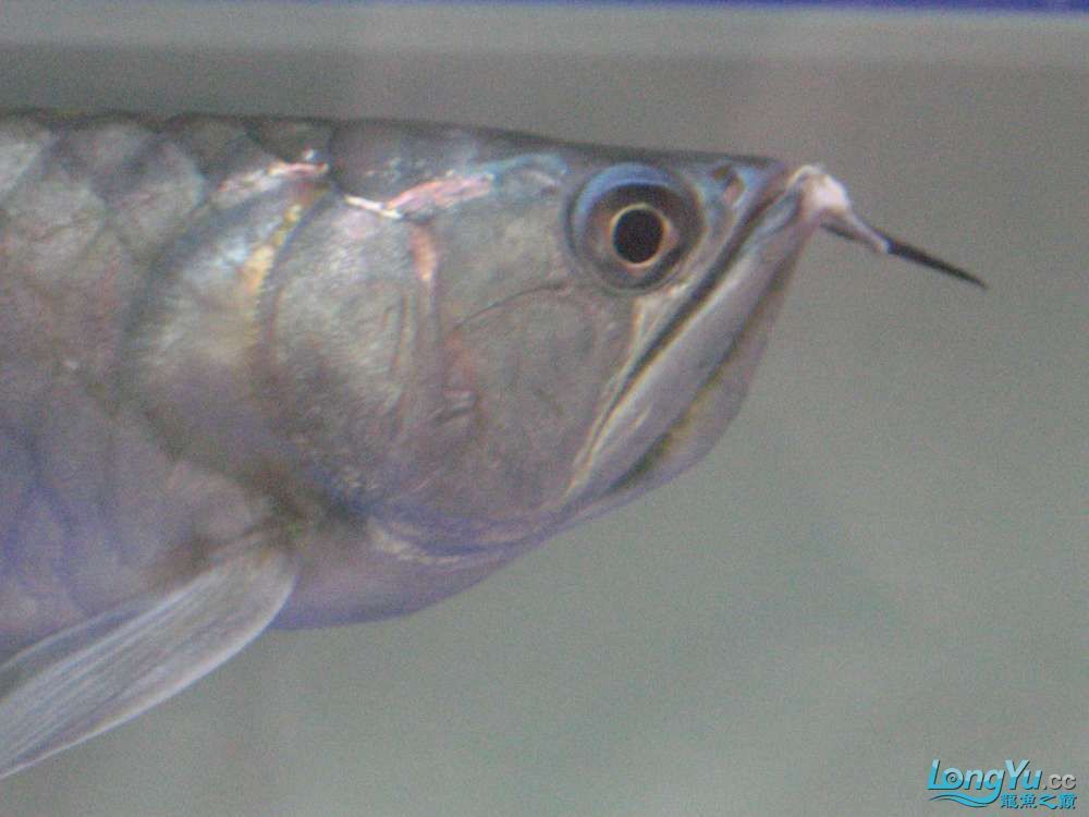 銀龍魚A區(qū)發(fā)紅（銀龍魚身體發(fā)紅可能由多種原因引起，可能是得了皮膚充血病）