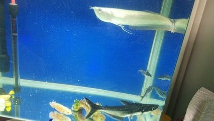 銀龍魚A區(qū)發(fā)紅（銀龍魚身體發(fā)紅可能由多種原因引起，可能是得了皮膚充血病）