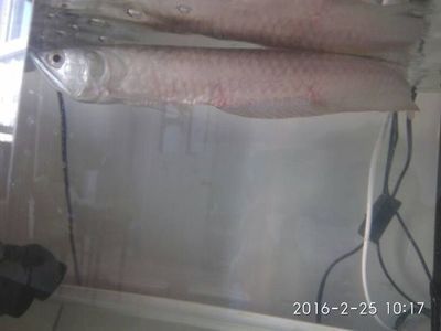 銀龍魚A區(qū)發(fā)紅（銀龍魚身體發(fā)紅可能由多種原因引起，可能是得了皮膚充血病）