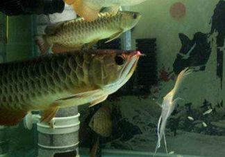 金龍魚繁殖基地地址在哪里：新加坡金龍魚繁殖基地地址在哪里金龍魚繁殖基地在哪里