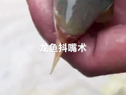 龍魚兜嘴怎么做手術(shù)