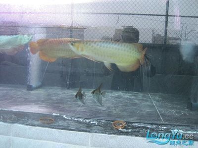 揭陽龍魚（關于揭陽龍魚的問題）