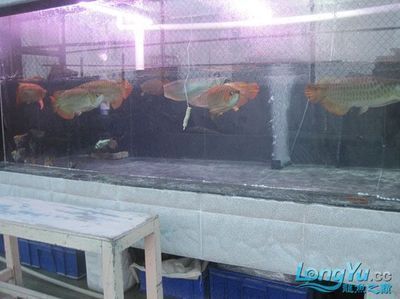 揭陽龍魚（關于揭陽龍魚的問題）