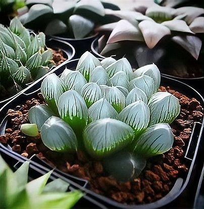 這些稀有品種的價格是多少？
