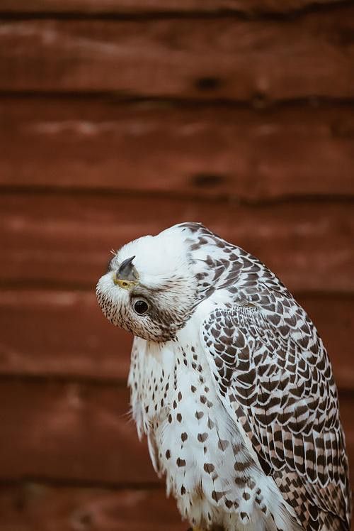 這些稀有品種的價格是多少？