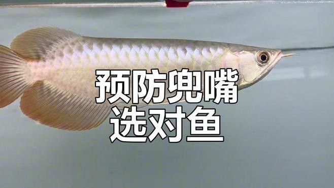 紅龍魚逗嘴怎么治療