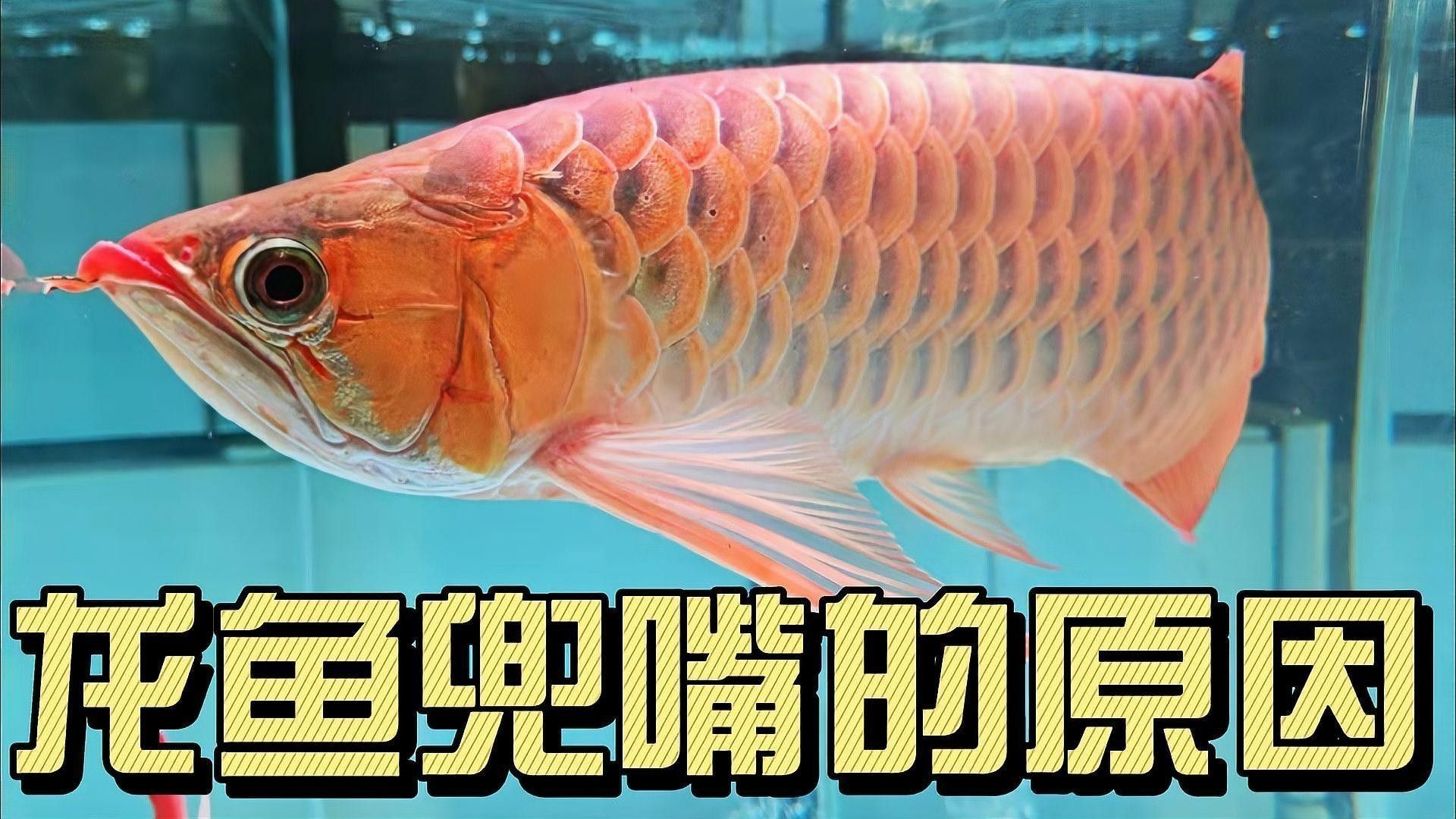 紅龍魚逗嘴怎么治療