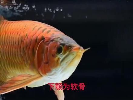 紅龍魚逗嘴怎么治療